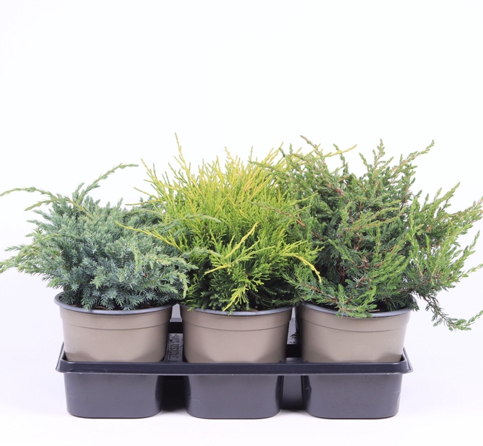 <h4>Juniperus gemengde bak</h4>