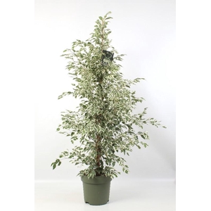 Ficus Benjamina Starlight