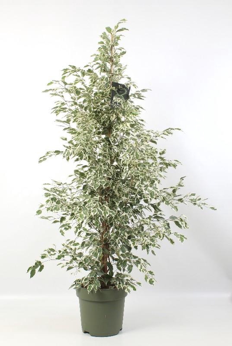 <h4>Ficus Benjamina Starlight</h4>