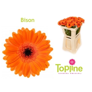 GE MI BISON