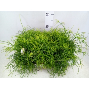 Rhipsalis cassutha