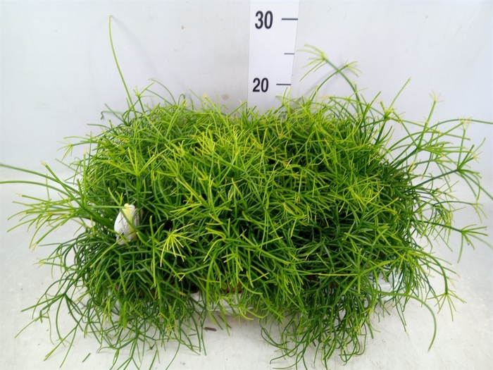 <h4>Rhipsalis cassutha</h4>