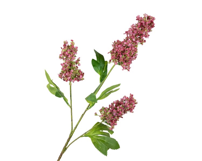 Buddleja Pink Dark