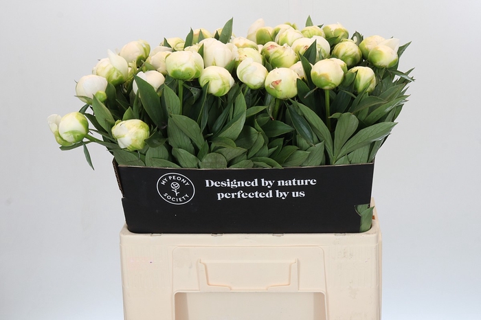 <h4>Paeonia Madame Claude Tain</h4>