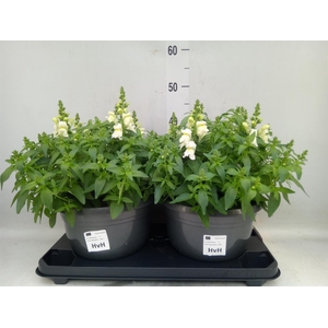 Antirrhinum  'Sultan White'