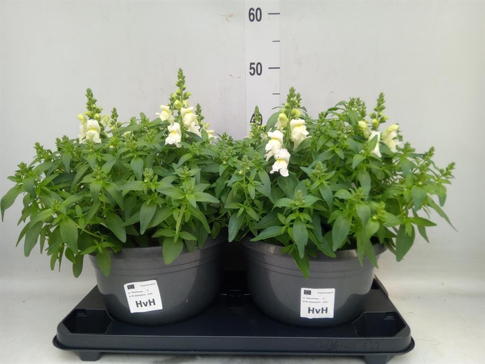 <h4>Antirrhinum  'Sultan White'</h4>