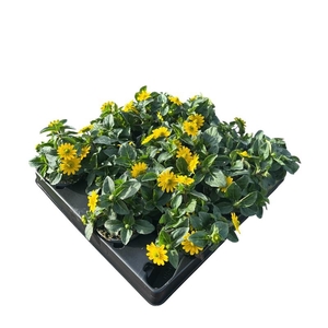 SANVITALIA PROCUMBENS p6