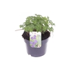 Geranium Johnsons Blue