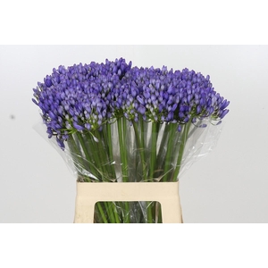 Agapanthus EYFORI Blue