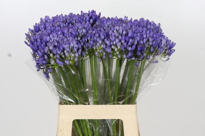 <h4>Agapanthus EYFORI Blue</h4>