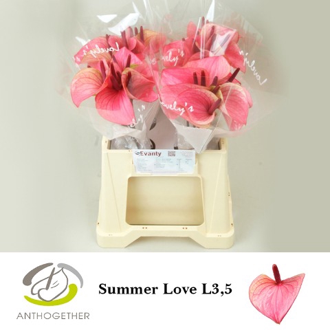<h4>Anthurium Summer Love</h4>