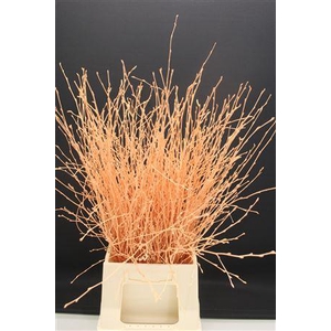 Berk Kort Apricot