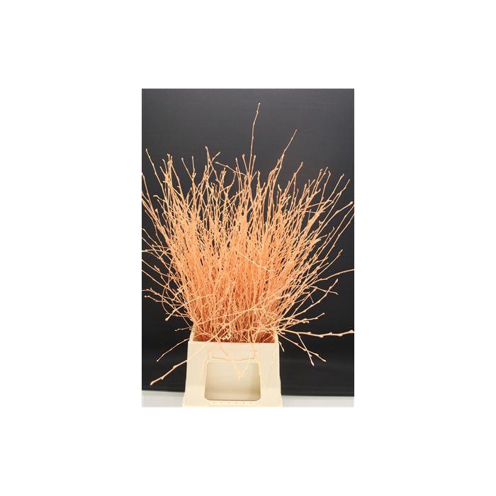 <h4>Berk Kort Apricot</h4>