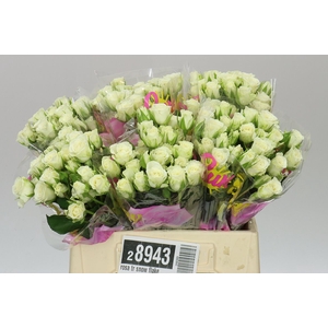 Rosa Tr Snow Flake