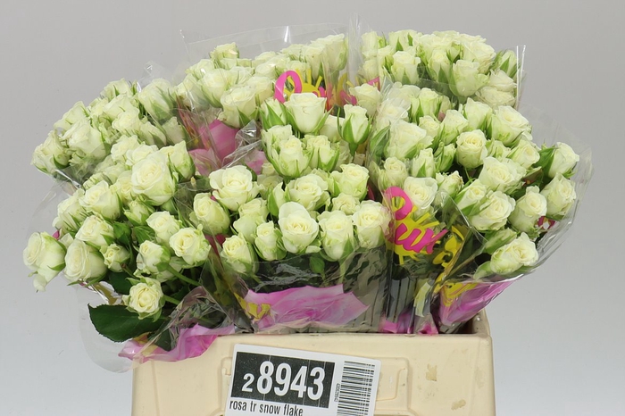 <h4>Rosa Tr Snow Flake</h4>