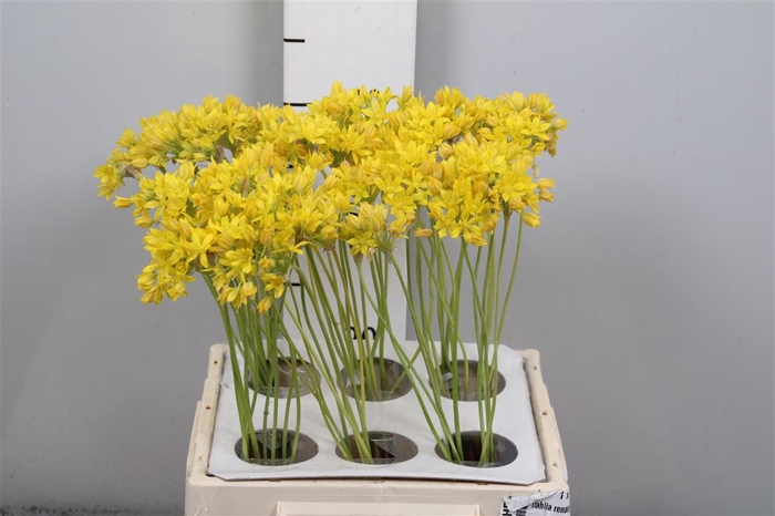 <h4>Allium Mo Jeannine</h4>