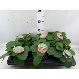 Pilea peperomoides