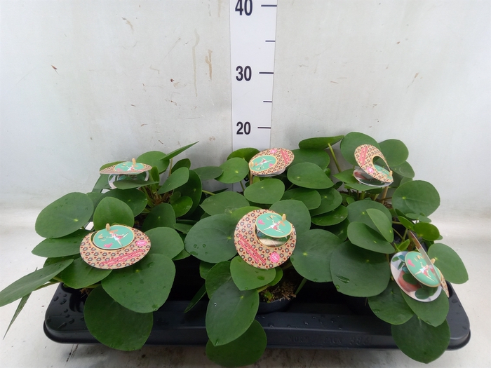 <h4>Pilea peperomoides</h4>