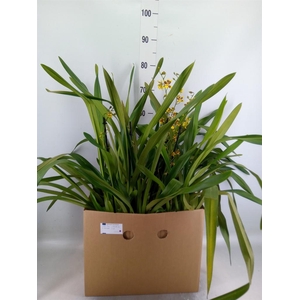Orchideeen   ...