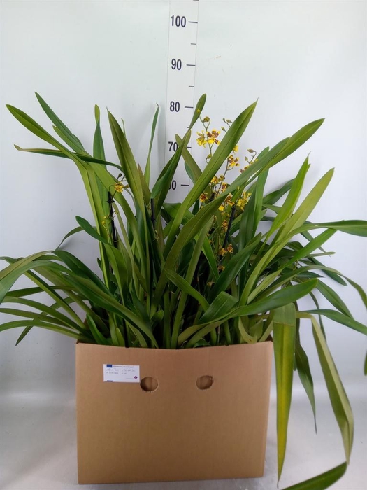 <h4>Orchideeen   ...</h4>