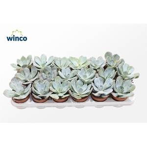 Echeveria Laui Hybride