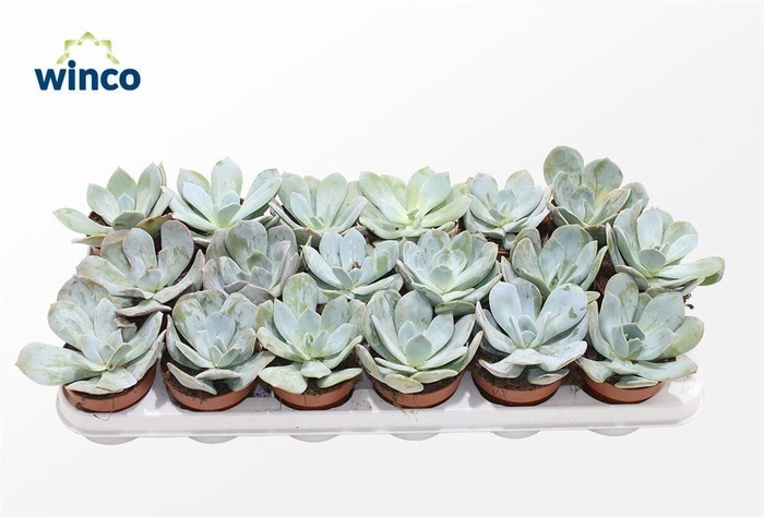 <h4>Echeveria Laui Hybride</h4>