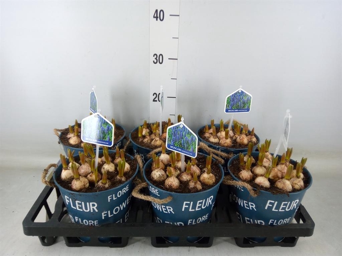 <h4>Arr.  Muscari L%</h4>