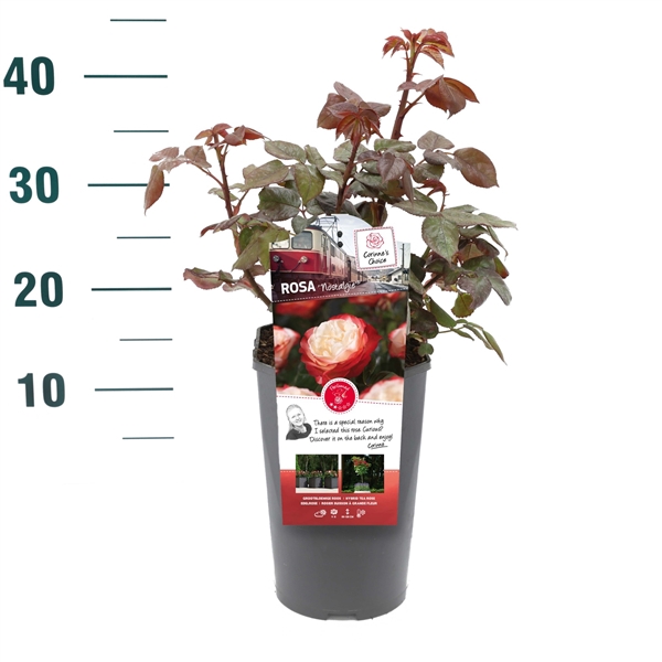 <h4>Rosa 'Nostalgie' - Struik - C3rp - Categorie 3</h4>