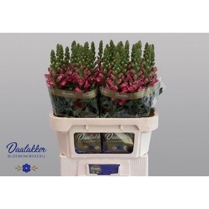 Antirrhinum Avignon Rose