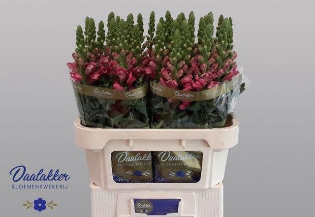 <h4>Antirrhinum Avignon Rose</h4>