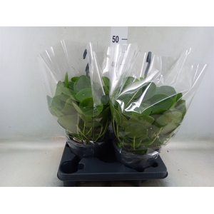Pilea peperomoides
