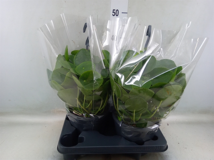 <h4>Pilea peperomoides</h4>