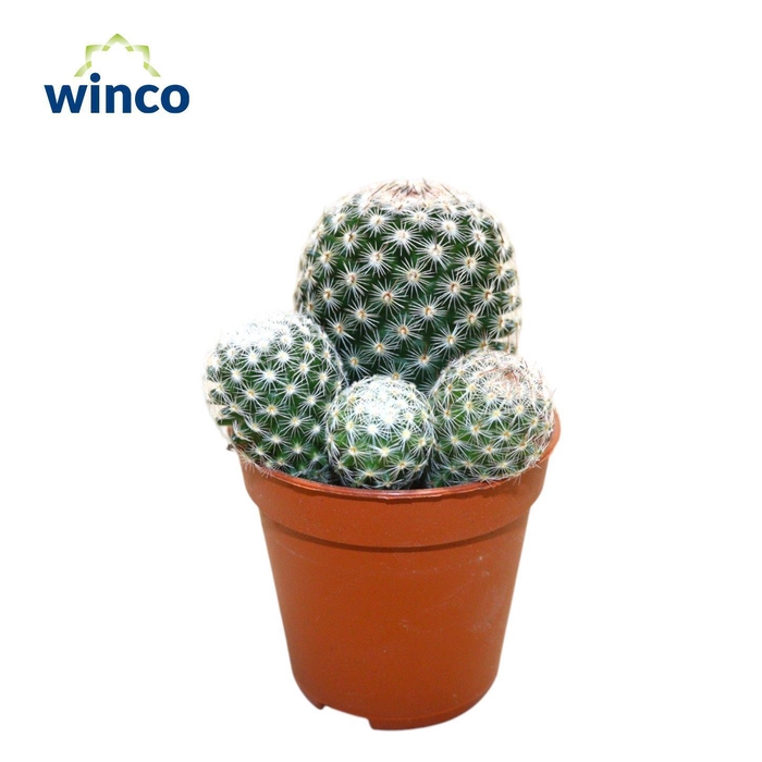 <h4>Mammillaria Matudae (Group)</h4>