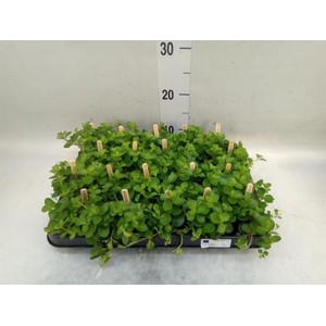 Peperomia rotundifolia