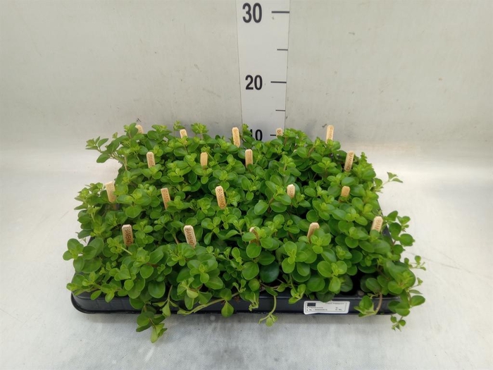 <h4>Peperomia rotundifolia</h4>