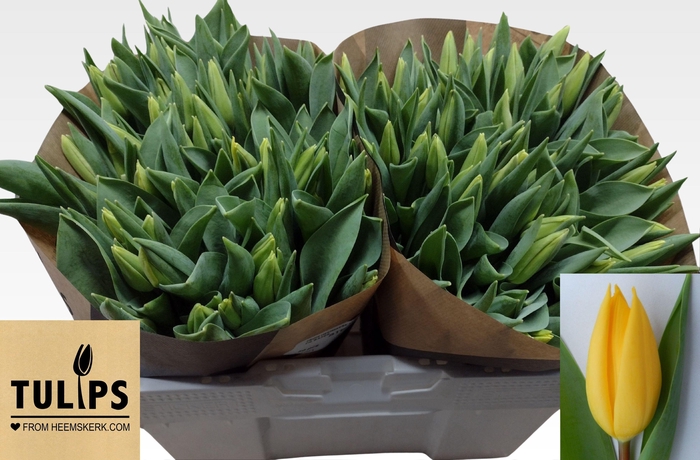 <h4>Tu En Strong Gold</h4>