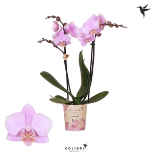 Kolibri Orchids Phalaenopsis Ecuador 2 spike