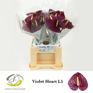 Anthurium Violet Heart