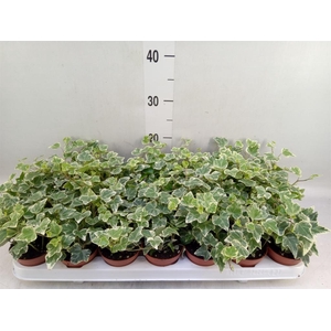 Hedera helix 'White Wonder'