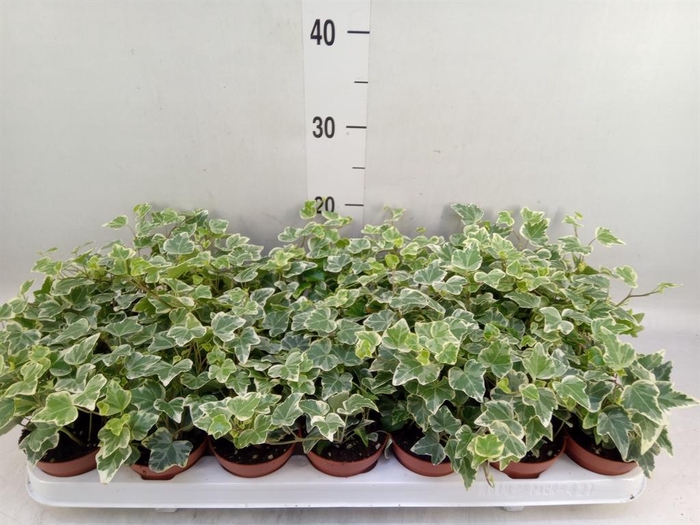 <h4>Hedera helix 'White Wonder'</h4>