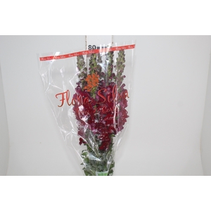 BOCA DE LEAO MONACO RED 080 CM