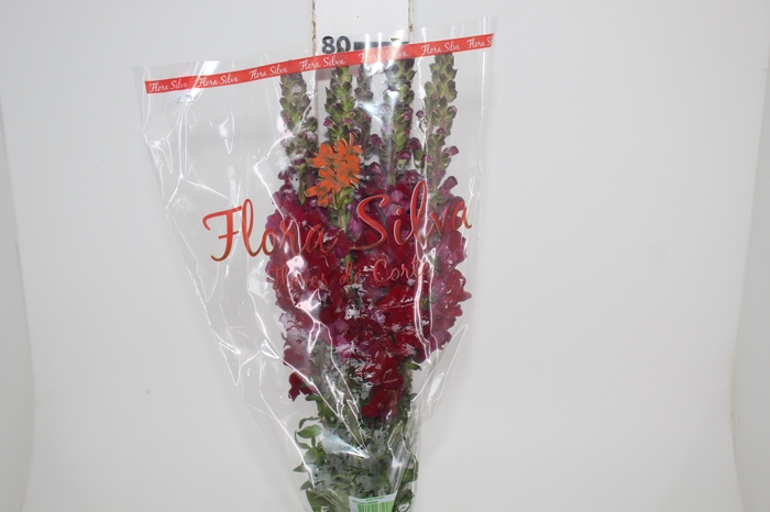 <h4>BOCA DE LEAO MONACO RED 080 CM</h4>