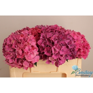 HYDR M MAG PINK RUBY