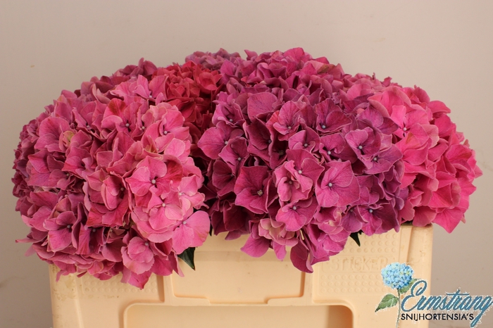 <h4>HYDR M MAG PINK RUBY</h4>