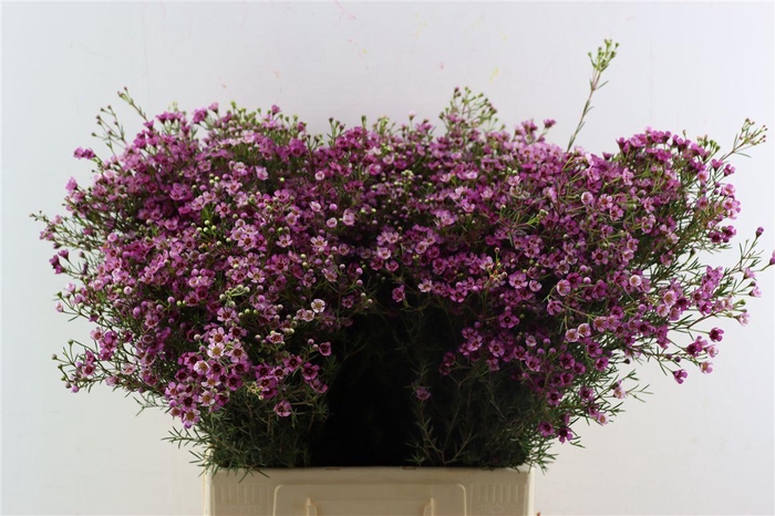 <h4>Chame Un Jupiter</h4>