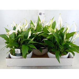 Spathiphyllum  'Pearl Cupido'