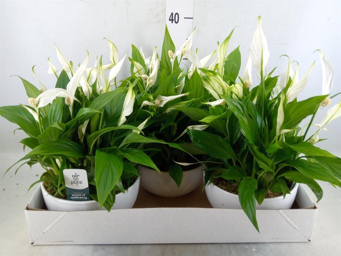 <h4>Spathiphyllum  'Pearl Cupido'</h4>