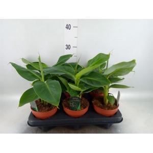 Musa  'Tropicana'