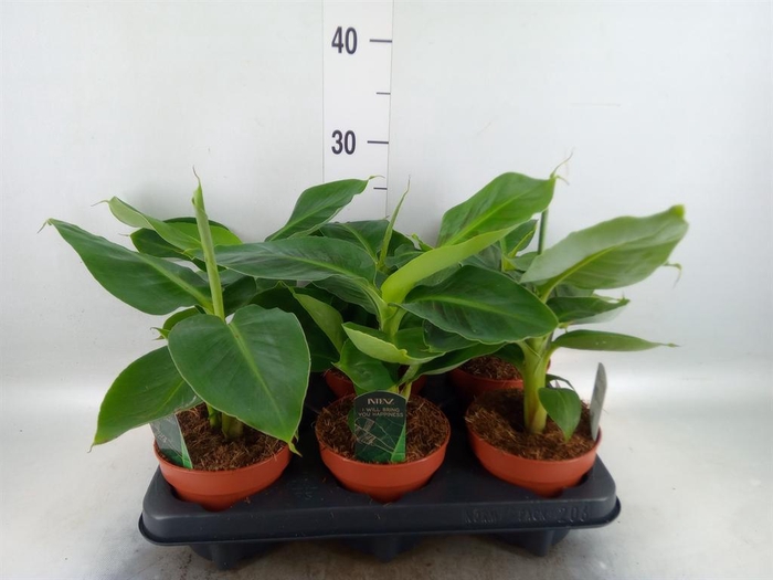 <h4>Musa  'Tropicana'</h4>