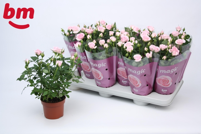 <h4>Rosa Baby Jewel Beau Monde Light Pink</h4>